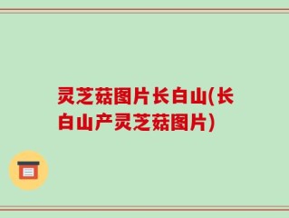 灵芝菇图片长白山(长白山产灵芝菇图片)
