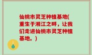 仙桃市灵芝种植基地(重生于湘江之畔，让我们走进仙桃市灵芝种植基地。)