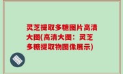 灵芝提取多糖图片高清大图(高清大图：灵芝多糖提取物图像展示)