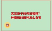 灵芝孢子的传说视频？种蘑菇的菌种怎么自繁