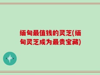 缅甸最值钱的灵芝(缅甸灵芝成为最贵宝藏)
