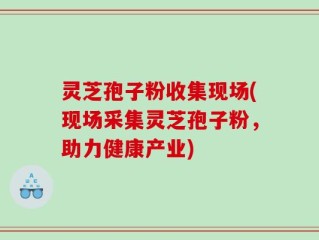 灵芝孢子粉收集现场(现场采集灵芝孢子粉，助力健康产业)