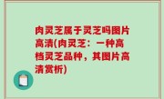 肉灵芝属于灵芝吗图片高清(肉灵芝：一种高档灵芝品种，其图片高清赏析)