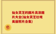 仙女灵芝的图片高清图片大全(仙女灵芝壮观美丽照片合集)
