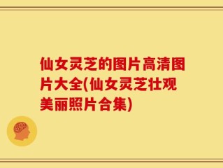 仙女灵芝的图片高清图片大全(仙女灵芝壮观美丽照片合集)