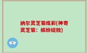 纳尔灵芝菊炫彩(神奇灵芝菊：缤纷绽放)