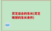灵芝适合的生长(灵芝理想的生长条件)