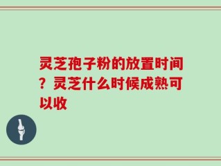 灵芝孢子粉的放置时间？灵芝什么时候成熟可以收