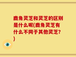 鹿角灵芝和灵芝的区别是什么呢(鹿角灵芝有什么不同于其他灵芝？)
