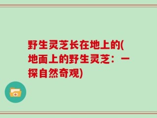 野生灵芝长在地上的(地面上的野生灵芝：一探自然奇观)