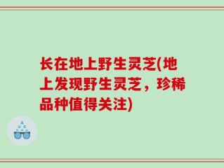 长在地上野生灵芝(地上发现野生灵芝，珍稀品种值得关注)