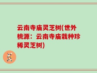 云南寺庙灵芝树(世外桃源：云南寺庙栽种珍稀灵芝树)