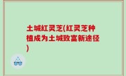 土城红灵芝(红灵芝种植成为土城致富新途径)