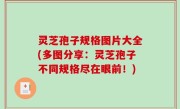 灵芝孢子规格图片大全(多图分享：灵芝孢子不同规格尽在眼前！)