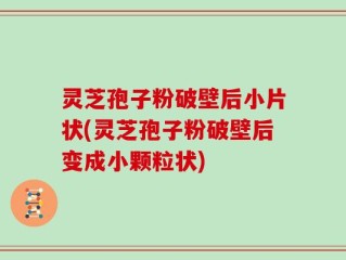 灵芝孢子粉破壁后小片状(灵芝孢子粉破壁后变成小颗粒状)