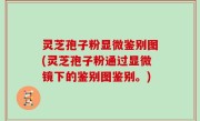 灵芝孢子粉显微鉴别图(灵芝孢子粉通过显微镜下的鉴别图鉴别。)