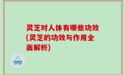 灵芝对人体有哪些功效(灵芝的功效与作用全面解析)