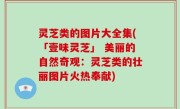 灵芝类的图片大全集(「壹味灵芝」 美丽的自然奇观：灵芝类的壮丽图片火热奉献)