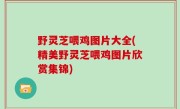 野灵芝喂鸡图片大全(精美野灵芝喂鸡图片欣赏集锦)