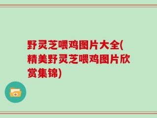 野灵芝喂鸡图片大全(精美野灵芝喂鸡图片欣赏集锦)