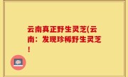 云南真正野生灵芝(云南：发现珍稀野生灵芝！