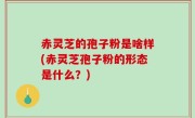 赤灵芝的孢子粉是啥样(赤灵芝孢子粉的形态是什么？)