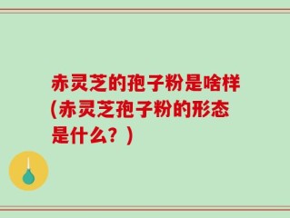 赤灵芝的孢子粉是啥样(赤灵芝孢子粉的形态是什么？)