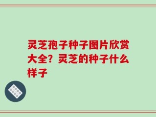 灵芝孢子种子图片欣赏大全？灵芝的种子什么样子