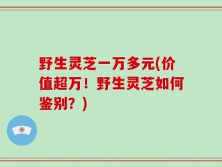野生灵芝一万多元(价值超万！野生灵芝如何鉴别？)