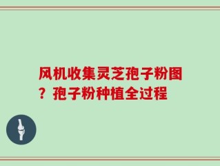 风机收集灵芝孢子粉图？孢子粉种植全过程