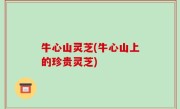 牛心山灵芝(牛心山上的珍贵灵芝)