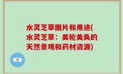水灵芝草图片和用途(水灵芝草：美轮美奂的天然景观和药材资源)