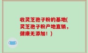 收灵芝孢子粉的基地(灵芝孢子粉产地直销，健康无添加！)