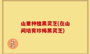 山里种植黑灵芝(在山间培育珍稀黑灵芝)