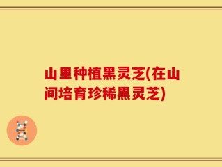 山里种植黑灵芝(在山间培育珍稀黑灵芝)