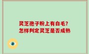 灵芝孢子粉上有白毛？怎样判定灵芝是否成熟