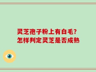 灵芝孢子粉上有白毛？怎样判定灵芝是否成熟
