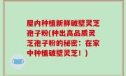 屋内种植新鲜破壁灵芝孢子粉(种出高品质灵芝孢子粉的秘密：在家中种植破壁灵芝！)