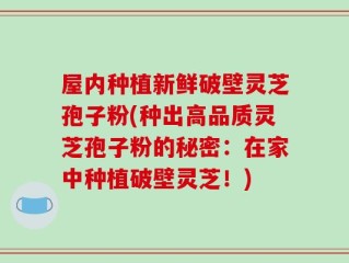 屋内种植新鲜破壁灵芝孢子粉(种出高品质灵芝孢子粉的秘密：在家中种植破壁灵芝！)