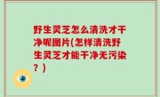 野生灵芝怎么清洗才干净呢图片(怎样清洗野生灵芝才能干净无污染？)
