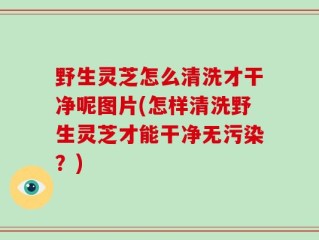野生灵芝怎么清洗才干净呢图片(怎样清洗野生灵芝才能干净无污染？)