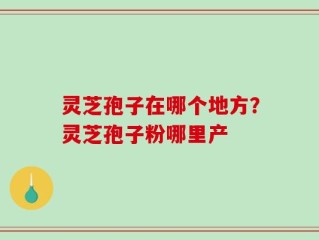 灵芝孢子在哪个地方？灵芝孢子粉哪里产