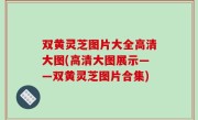 双黄灵芝图片大全高清大图(高清大图展示——双黄灵芝图片合集)