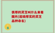 很厚的灵芝叫什么来着图片(超级厚实的灵芝品种命名)