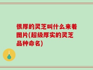 很厚的灵芝叫什么来着图片(超级厚实的灵芝品种命名)