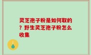 灵芝孢子粉是如何取的？野生灵芝孢子粉怎么收集
