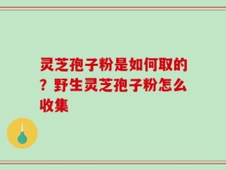 灵芝孢子粉是如何取的？野生灵芝孢子粉怎么收集