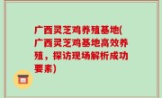 广西灵芝鸡养殖基地(广西灵芝鸡基地高效养殖，探访现场解析成功要素)