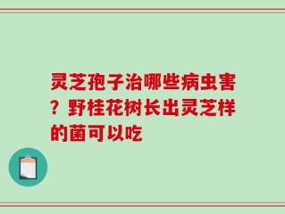 灵芝孢子治哪些病虫害？野桂花树长出灵芝样的菌可以吃
