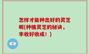 怎样才能种出好的灵芝呢(种植灵芝的秘诀，丰收好收成！)